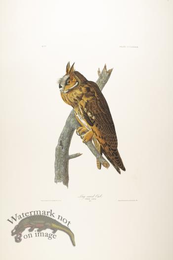 Long-Eared Owl